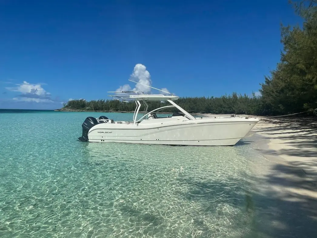 World Cat Middle East